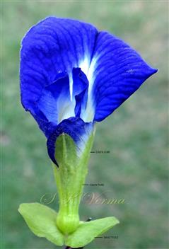  Flower with Bracteoles